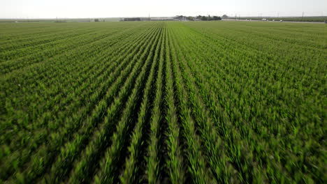 Aerial-Flying-Over-Lush-Green-Corn-Fields-In-California