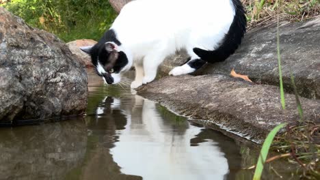 side profile view of a thirsty black and white cat drinking water and having reflection on it from a lake by standing on a stone