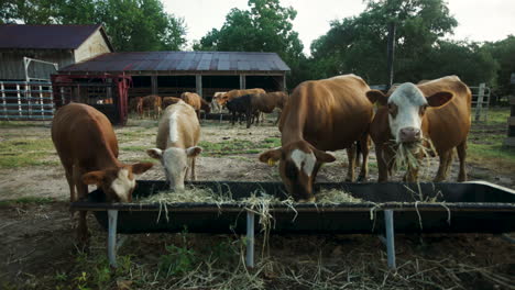 four cows eat at a trough early in the morning in rural texas