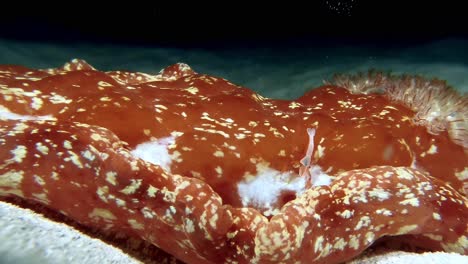 close-up of clown shrimp swimming around spanish dancer slug on seabed