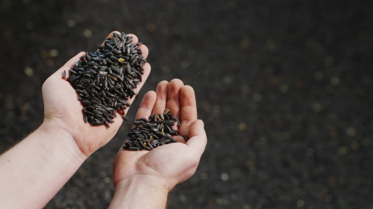 남성 손이 해바라기 곡물 1을 따른다