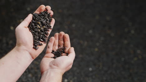 male hand pours sunflower grain 1