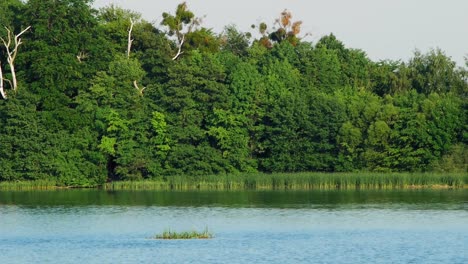 Hermoso-Paisaje-Del-Exuberante-Bosque-Verde-En-El-Tranquilo-Paisaje-Acuático-Del-Lago-En-Kolbudy,-Polonia