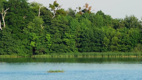 beautiful scenery of the lush green forest at the calm waterscape of the lake in kolbudy, poland