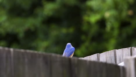 eastern bluebird male perching on a wooden fence
