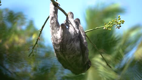 female brown throated sloth hangs peacefully from branch, close up, lethargic