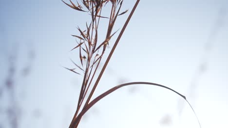 Wildgrasstränge-Im-Sonnenlicht