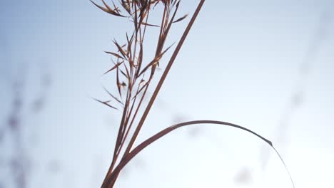 strand of wild grass in the sunlight