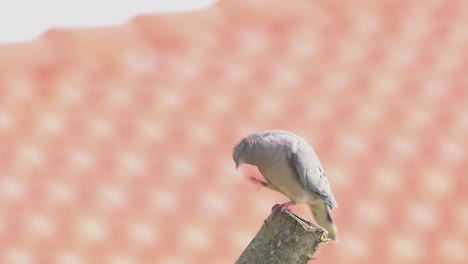 Paloma-De-Orejas,-Ave-Urbana-Posada-Sobre-Un-Tronco-De-árbol-Cortado