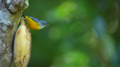 a male orange bellied flowerpecker bird is eating a banana hanging from a tree