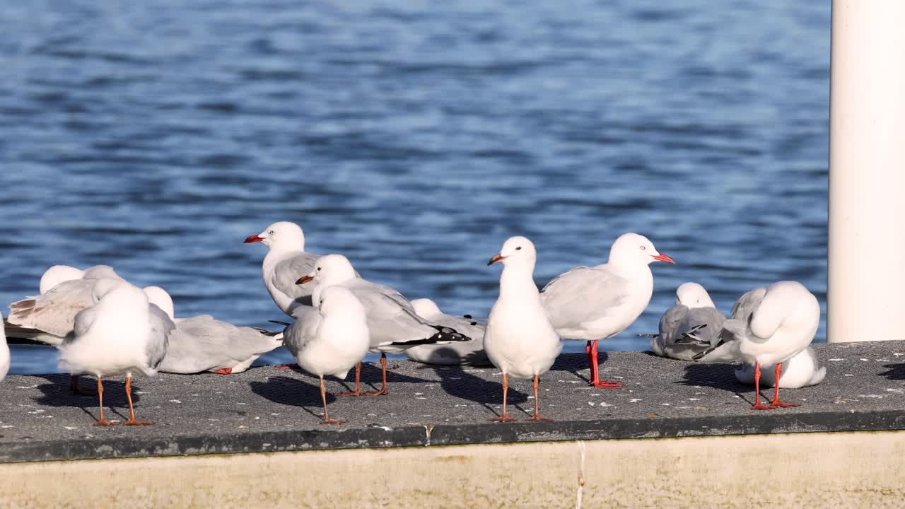 Seagulls interacting on a sunny seaside pier