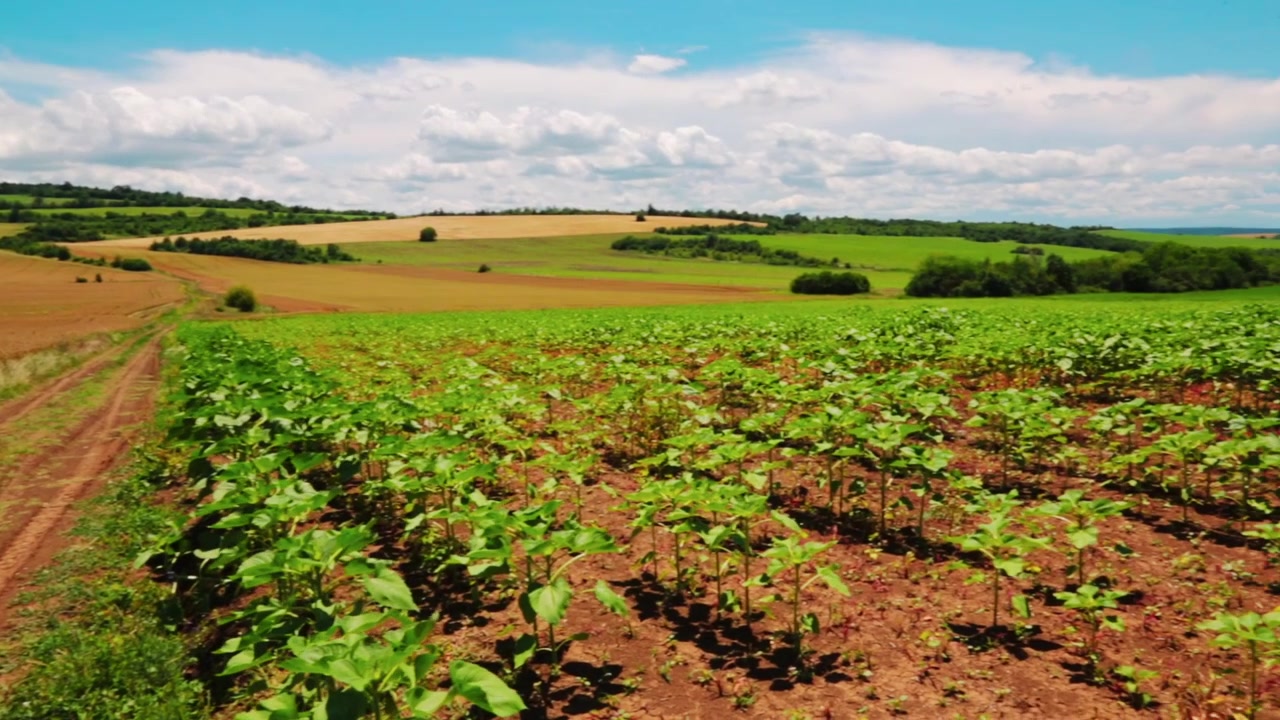 Vista de campos agrícolas en un día de verano