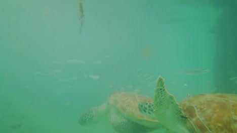 turtles feeding and swimming among the fishes under a jetty