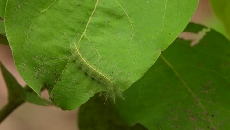 Blatt-Fressende-Raupe,-Die-Blatt-Frisst