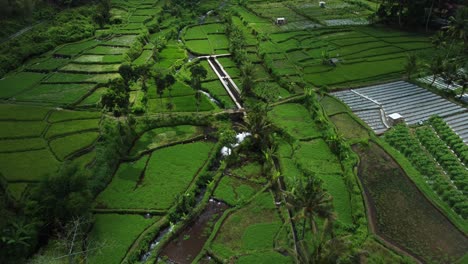 Aerial-View-Over-Paddy-Fields-and-Waterfall-at-Air-Terjun-Kembar-Arum,-Indonesia