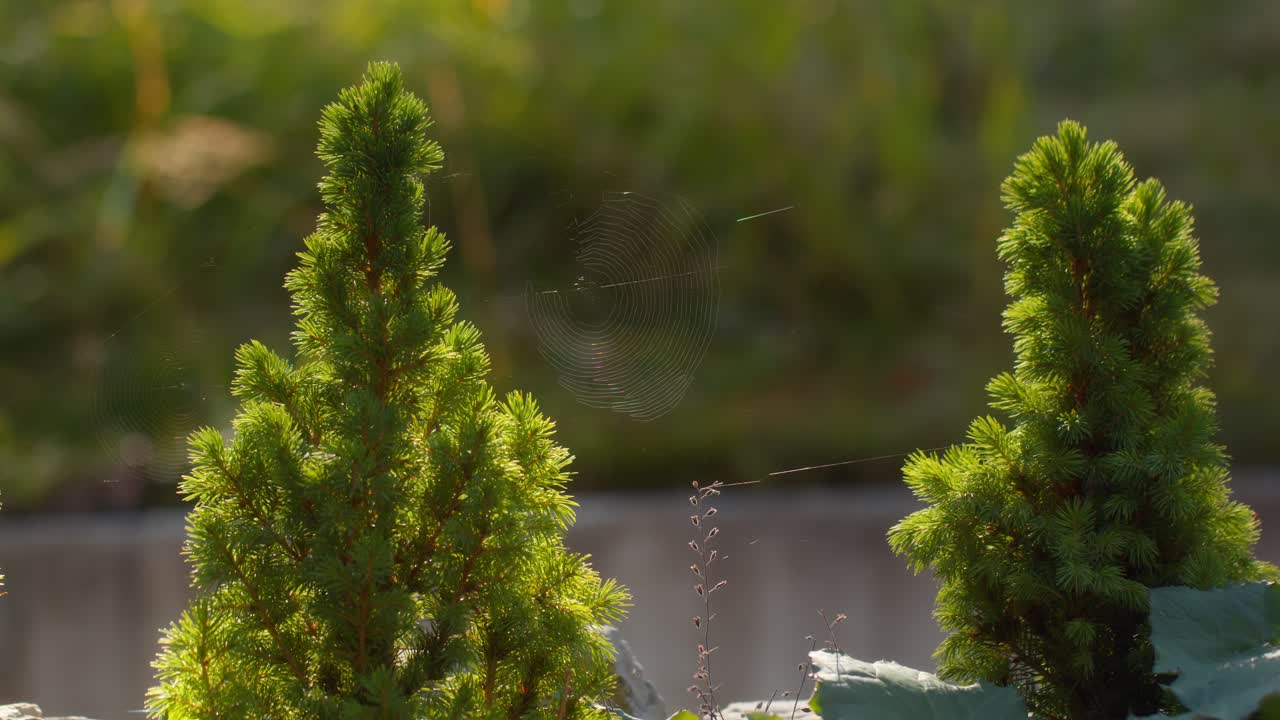 Close-up macro of a spider web hanging between forest trees in Italy, Aosta Valley, Valle d’Aosta, highlighting delicate natural details