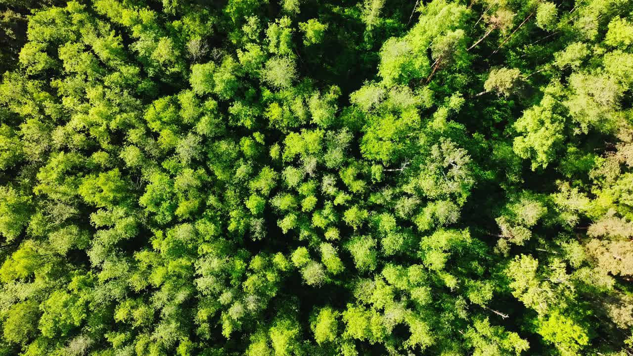 Drone footage show green marshes near Riga from top-down angle, Buļļupe, Latvia