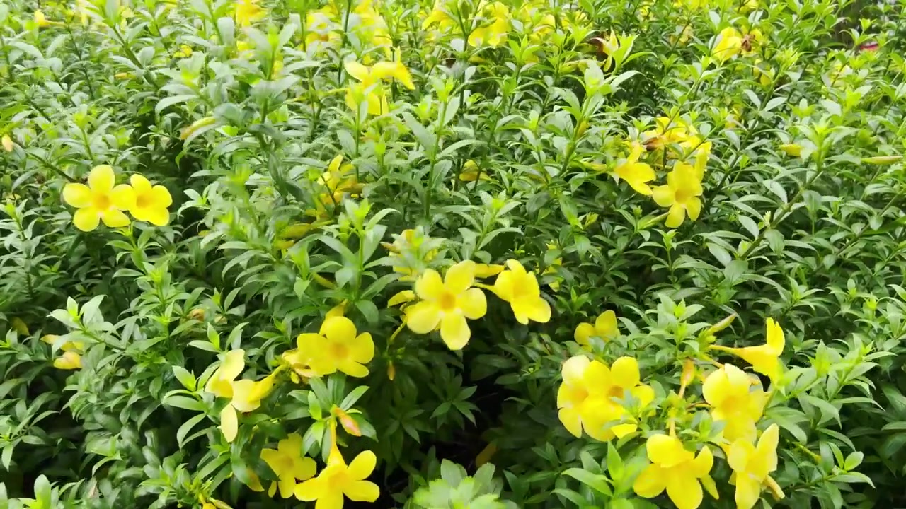 Fiori di allamanda gialli vivaci che sbocciano in un giardino rigoglioso