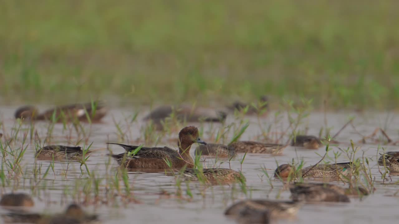 el wigeon eurasiático y el teal común se alimentan en humedales