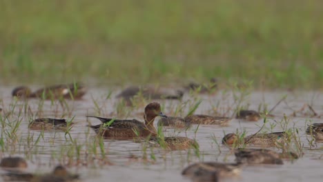 Eurasian-wigeon-and-Common-Teal-feeding-in-Wetland