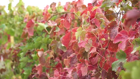 Red And Green Leaves Of Growing Vineyards In Winery Farmland
