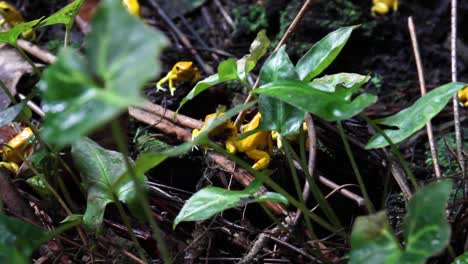 ranas en el entorno de la selva profunda