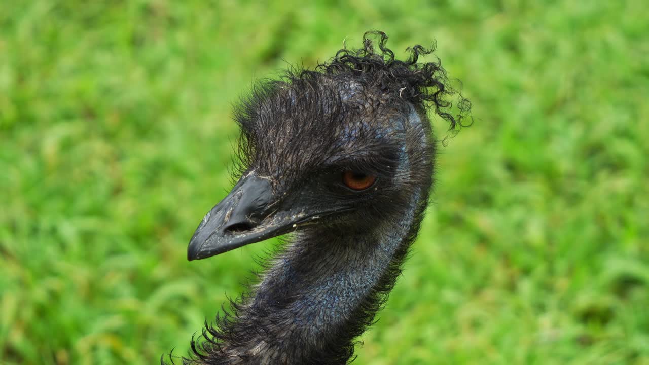 especie de ave no voladora australiana, foto de cerca de la cabeza de un emu, dromaius novaehollandiae visto en el prado, mirando con curiosidad desde lejos