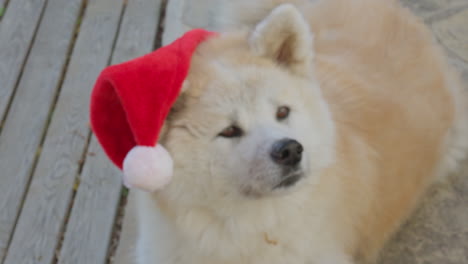 akita inu dogs looking at christmas gifts, creating a delightful and entertaining scene