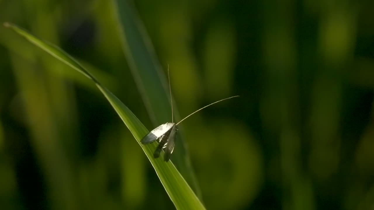 잔디 잎 에 있는 작은 곤충