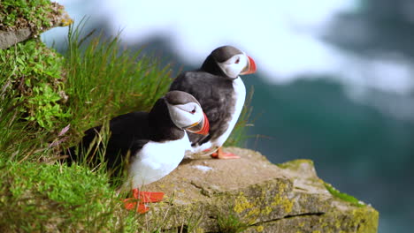 wild atlantic puffin seabird in the auk family in iceland.