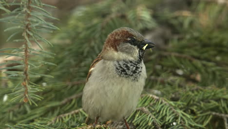 adorable little sparrow in tree has grass in beak for nesting material