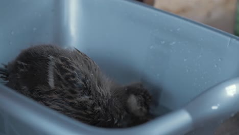 adorable young duckling cared for in shelter eating food in basin