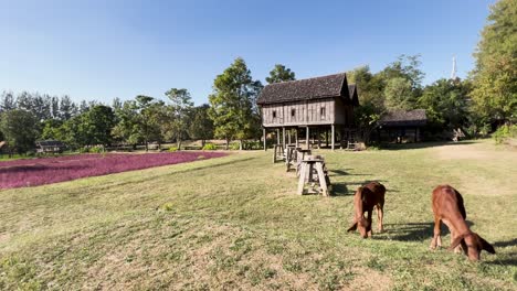 cows peacefully graze by a thai wooden house