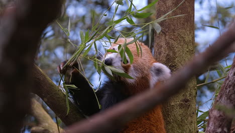 very cute red panda eating