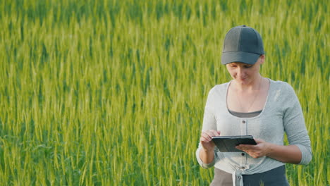 mujer agricultora con tableta en la mano se encuentra en campo de trigo verde