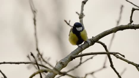 great tit bird chirping while perched on a tree branch, blurry defocused background