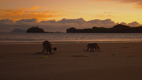 canguros salvajes y canguros alimentándose en una playa de arena en el parque nacional de cape hillsborough, queensland al amanecer