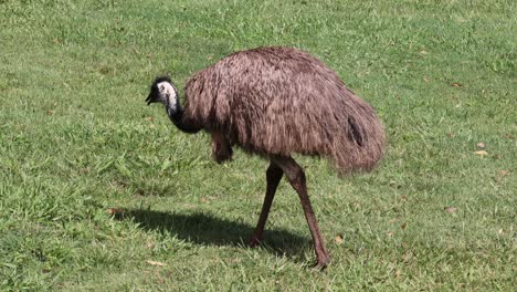 an emu strolls leisurely across a sunny field