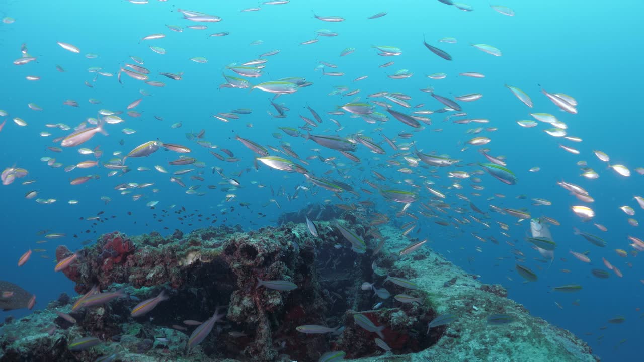 Underwater footage of a colourful sunken shipwreck with schools of fish swimming above the rusted metal of the artificial reef for scuba divers