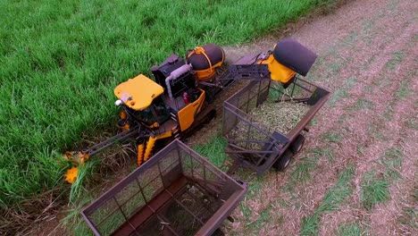 Rows-of-sugar-cane-being-chopped-and-gathered-by-a-harvester-and-trailer---aerial