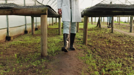 invernadero de agricultura, piernas y persona caminando