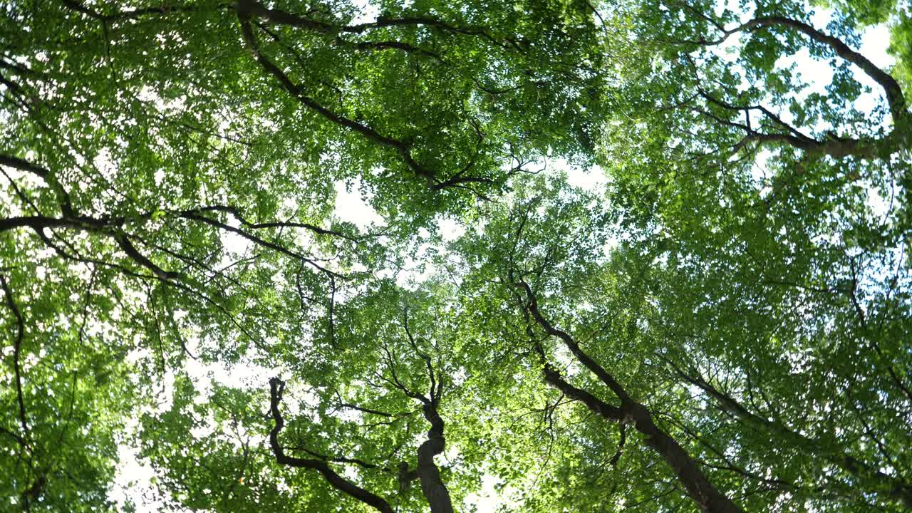 vista de los árboles en ángulo bajo