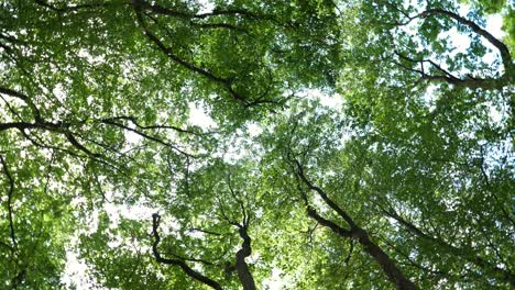 low-angle view of trees