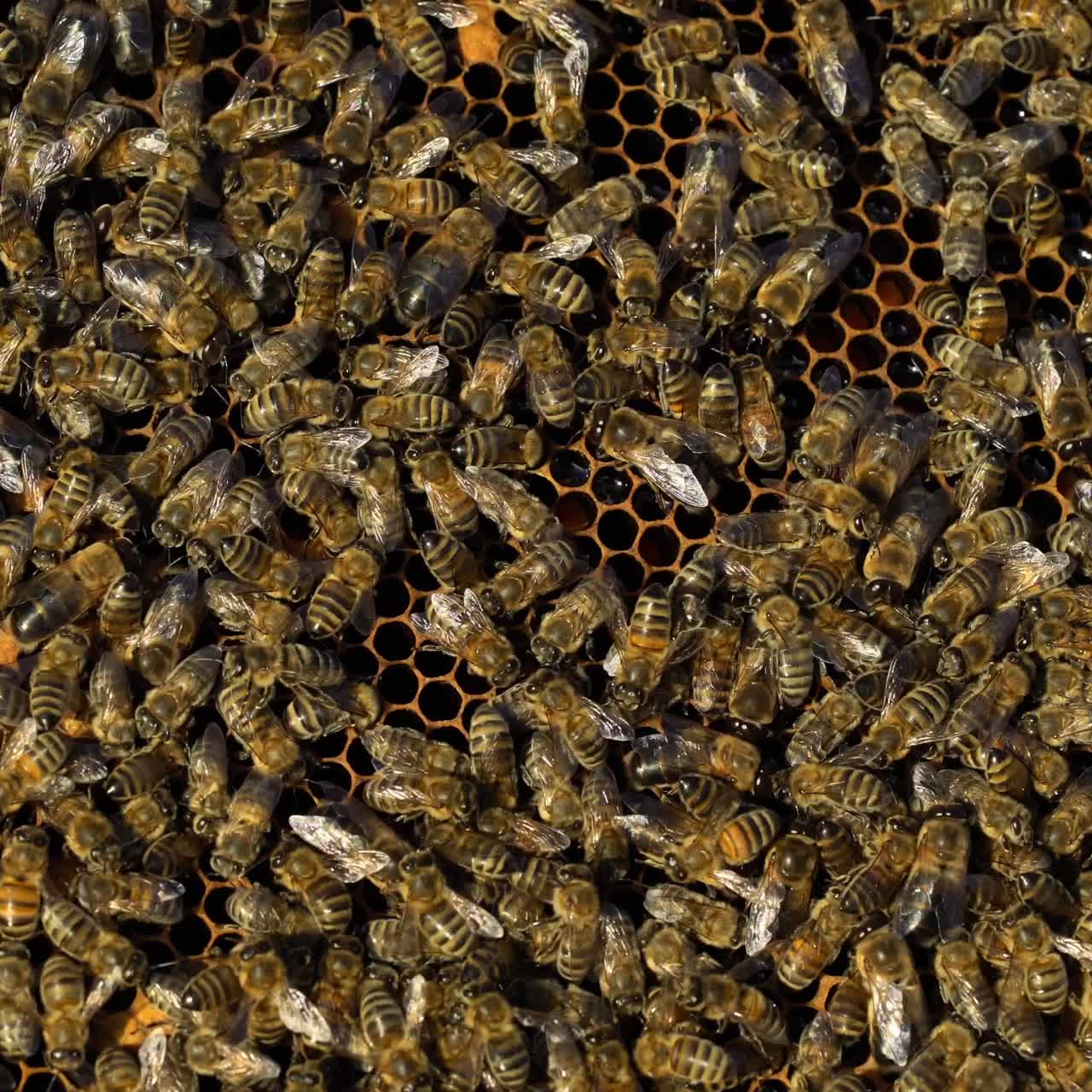 Bees collect nectar. Life inside the hive. Beehive in the apiary. Close-up