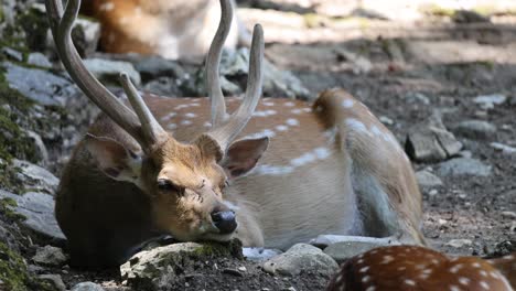 Close-up-shot-of-wild-male-deer-with-antler-resting-on-rocky-ground-during-sunny-day-in-mountain