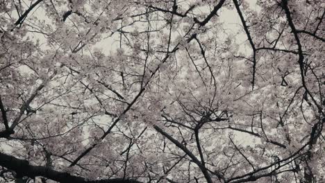 Flowering-Sakura-Trees-Under-Overcast-Sky