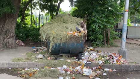 una foto de un cuervo buscando comida en un contenedor de basura desbordado a lo largo de la carretera en calcuta, india.