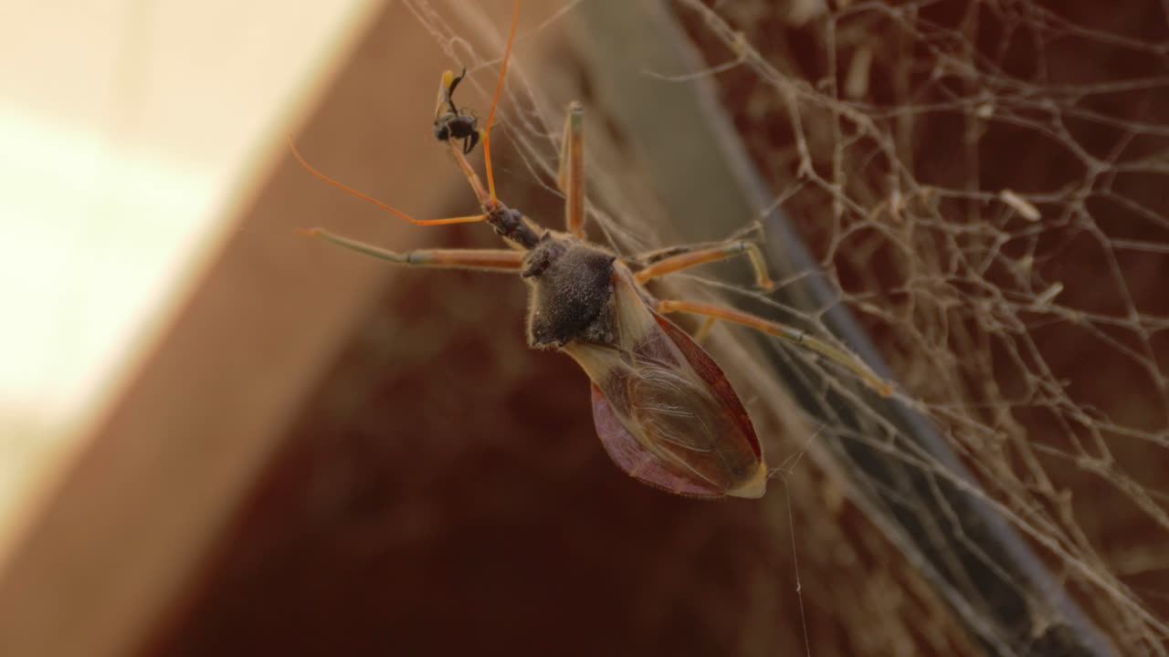 comune bug assassino sul web ha catturato un'ape senza pungiglione nativa australiana per il cibo - primo piano