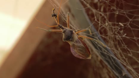 Common-Assassin-Bug-On-The-Web-Captured-A-Native-Australian-Stingless-Bee-For-Food---close-up