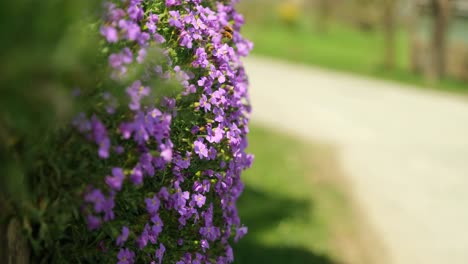 Close-up-of-flowers-with-wild-bees-sucking-on-the-petals-while-people-walking-in-the-background